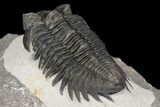 Coltraneia Trilobite Fossil - Huge Faceted Eyes #154330-4